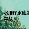 水培洋水仙怎么轉土培（水培洋水仙怎么養才開花）