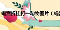 蟾宮折桂打一動物圖片(蟾宮折桂打一生肖)