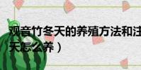 觀音竹冬天的養殖方法和注意事項(觀音竹冬天怎么養)