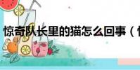 驚奇隊長里的貓怎么回事(驚奇隊長里的貓)