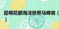 昆明花都海洋世界馬蜂窩(昆明花都海洋世界)