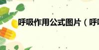 呼吸作用公式圖片(呼吸作用公式)