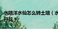 水培洋水仙怎么轉土培(水培洋水仙怎么養才開花)