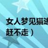 女人夢見貓逃跑是什么預兆（女人夢見貓趕都趕不走）