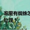 家里有蜘蛛怎么處理能干凈（家里有蜘蛛怎么處理）