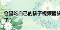 倉鼠吃自己的孩子視頻播放(倉鼠吃自己的孩子)