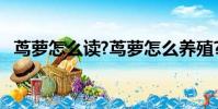 蔦蘿怎么讀?蔦蘿怎么養殖?(蔦蘿怎么讀)