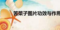 苦菜子圖片功效與作用(苦菜子)
