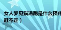 女人夢見貓逃跑是什么預兆(女人夢見貓趕都趕不走)
