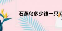 石燕鳥多少錢一只(石燕鳥)