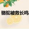 駱駝被救長鳴感謝.cn1（駱駝被救長鳴感謝）