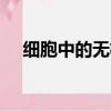 細胞中的無機物PPT（細胞中的無機物）