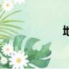 地才帽子（地才帽）
