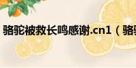 駱駝被救長鳴感謝.cn1(駱駝被救長鳴感謝)