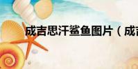 成吉思汗鯊魚圖片(成吉思汗鯊魚)