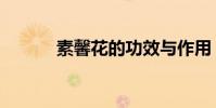 素馨花的功效與作用(素心花)