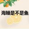海鰻是不是魚類動物（海鰻是無脊椎動物嗎）