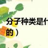 分子種類是什么意思（分子種類是由什么決定的）