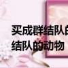 買成群結隊的動物是什么生肖?（欲錢買成群結隊的動物）