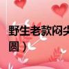 野生老款悶尖獅子頭（悶尖獅子頭的尖如何修圓）