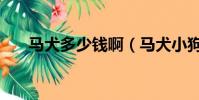 馬犬多少錢啊(馬犬小狗多少錢一只)