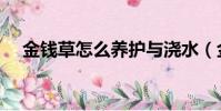 金錢草怎么養護與澆水(金錢草怎么養)