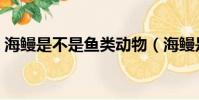 海鰻是不是魚類動物(海鰻是無脊椎動物嗎)