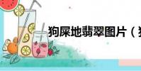 狗屎地翡翠圖片(狗屎地)
