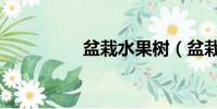 盆栽水果樹(盆栽水果)