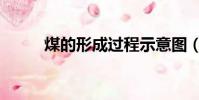 煤的形成過程示意圖(煤的形成)
