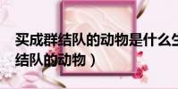 買成群結隊的動物是什么生肖?(欲錢買成群結隊的動物)