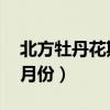 北方牡丹花期是幾月份（北方 牡丹花期是幾月份）