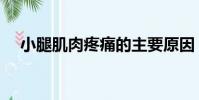小腿肌肉疼痛的主要原因(小腿肌肉疼)