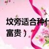 墳旁適合種什么花（墳地旁種它可保子孫榮華富貴）