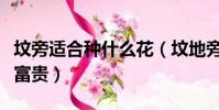 墳旁適合種什么花(墳地旁種它可保子孫榮華富貴)