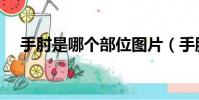 手肘是哪個部位圖片(手腕是哪個部位)