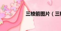 三棱箭圖片(三棱箭)