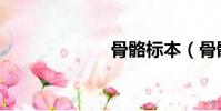 骨骼標本(骨骼)
