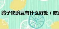 鴿子吃豌豆有什么好處(吃豌豆有什么好處)