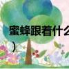 蜜蜂跟著什么走（走和蜜蜂打一成語瘋狂看圖）