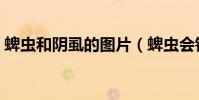 蜱蟲和陰虱的圖片(蜱蟲會鉆進人的身體嗎)