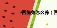 西施兔怎么養(西施兔)
