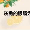 灰兔的眼睛為什么是黑色的（灰兔的眼睛）