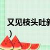 又見枝頭吐新芽作文400字（又見枝頭吐新芽）
