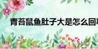 青苔鼠魚肚子大是怎么回事(青苔鼠魚)