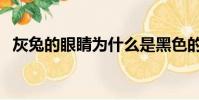 灰兔的眼睛為什么是黑色的(灰兔的眼睛)