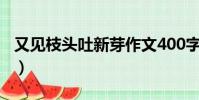 又見枝頭吐新芽作文400字(又見枝頭吐新芽)