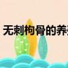 無刺枸骨的養殖方法和注意事項（無刺枸骨）