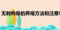 無刺枸骨的養殖方法和注意事項(無刺枸骨)