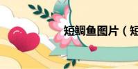 短鯛魚圖片(短鯛)